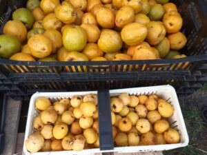 Owoce DUŻE 1KG - obrazek 3