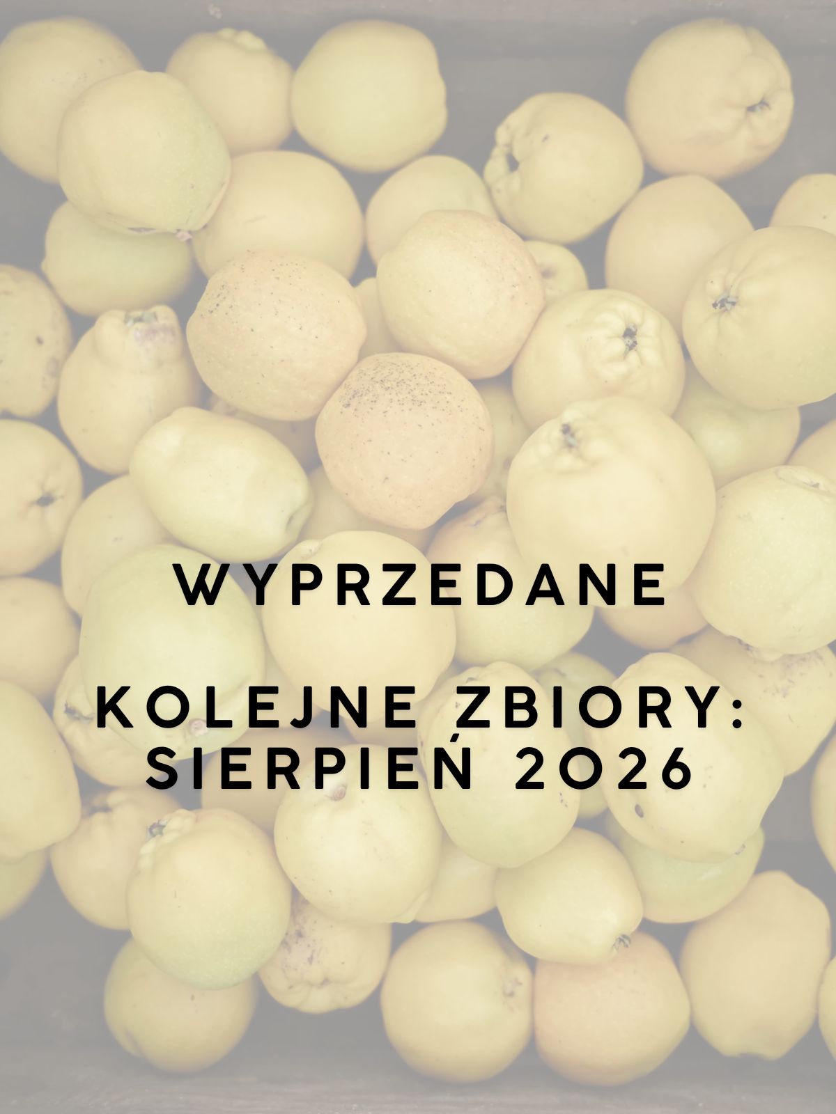 Owoce Pigwowca DUŻE 1KG