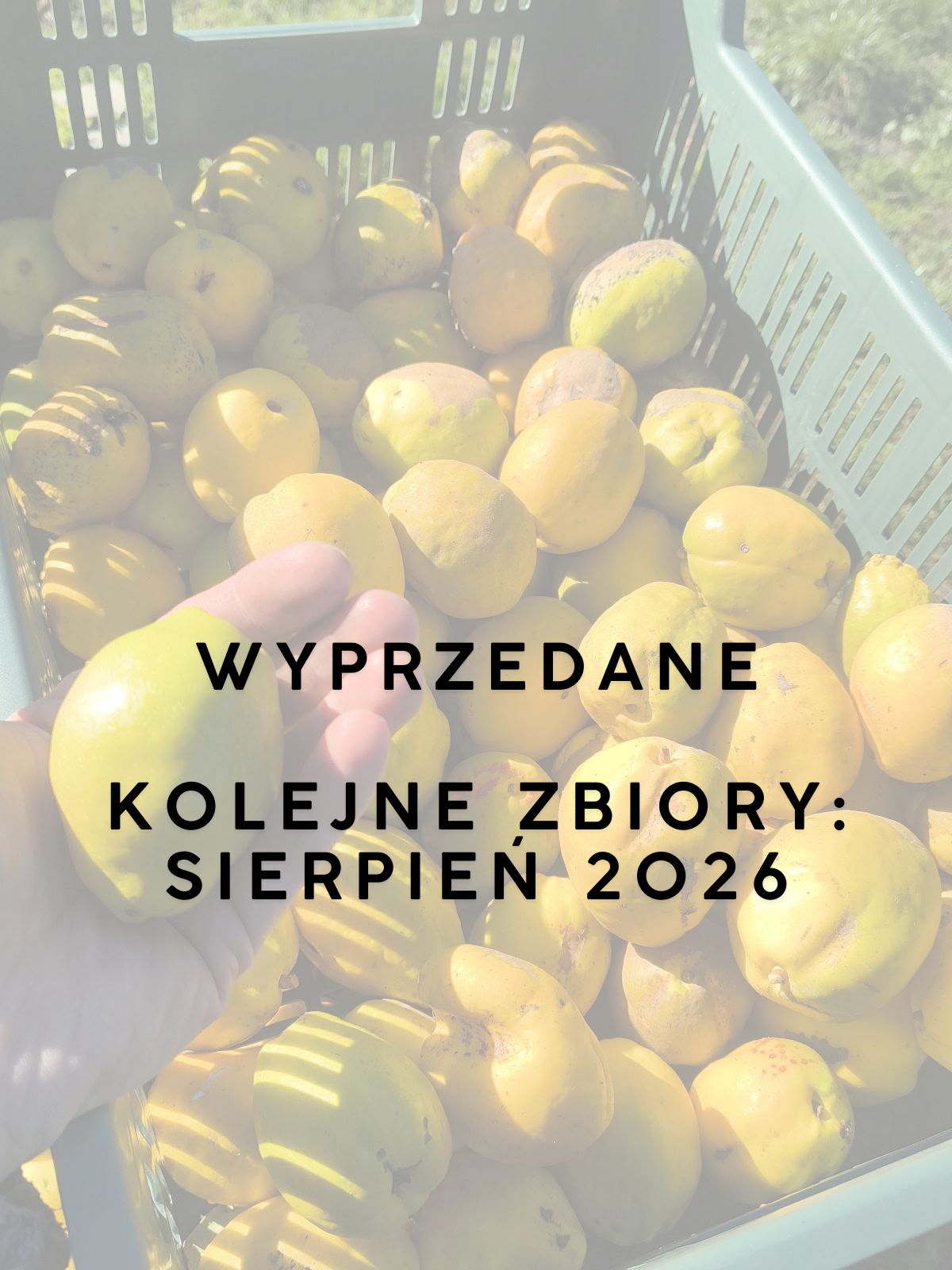 Owoce Pigwowca Odmianowe 1KG (Żółto-zielone) DUŻE